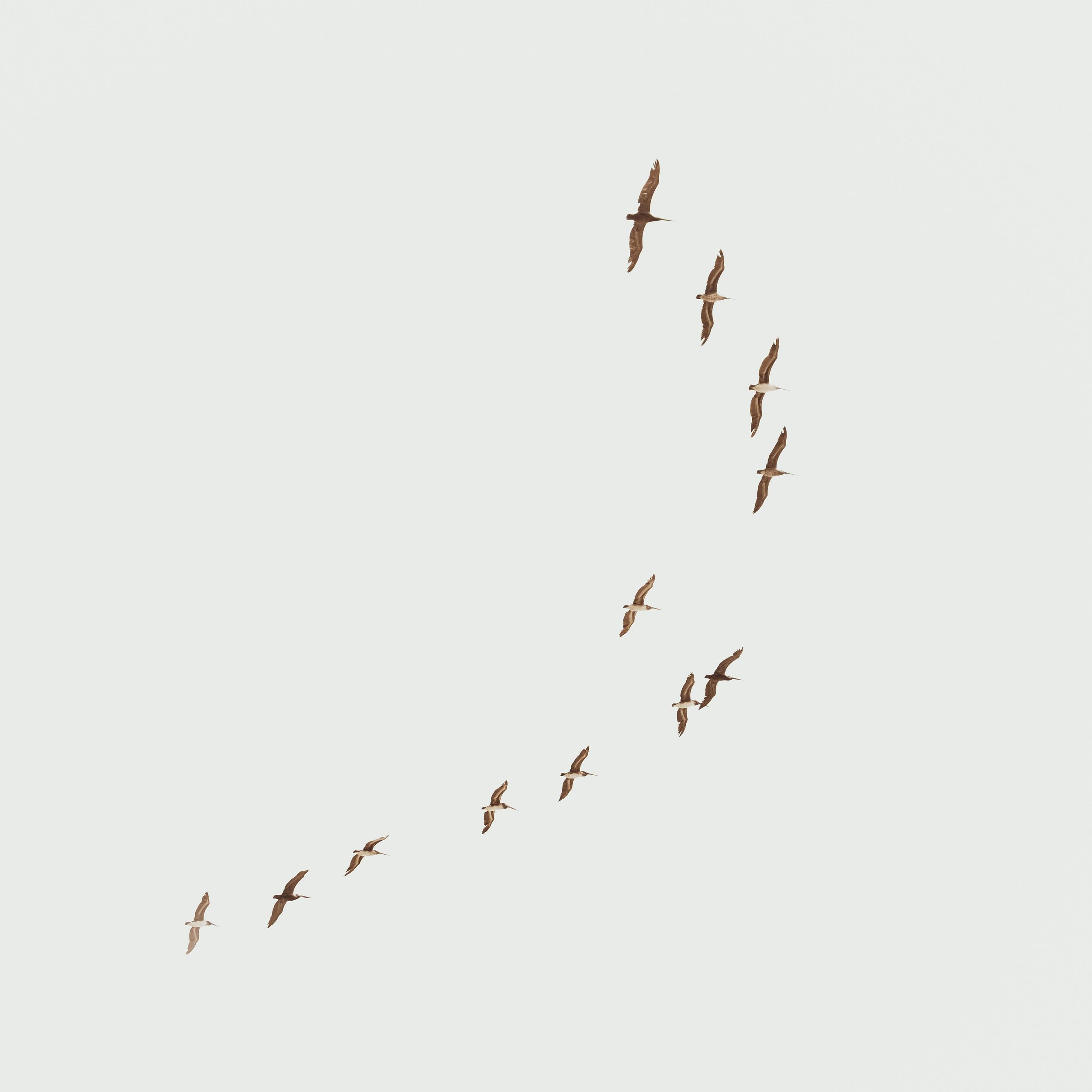 Birds in flight against a pale sky